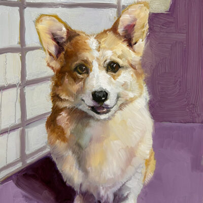 Welsh Corgi
